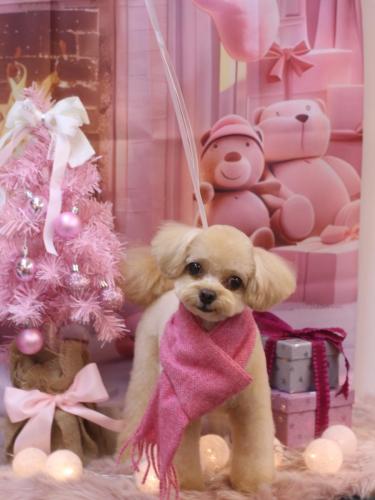 20241223チップくん